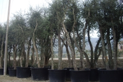 Quercus suber esemplari 